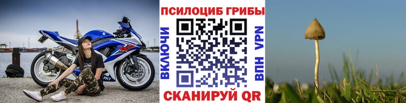 дарк нет Telegram  Пласт  Галлюциногенные грибы Psilocybe 